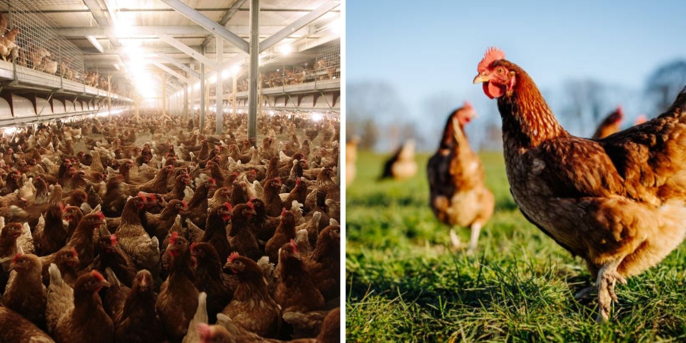 2 photos avec des poules élevées en pleine air et une autre avec des poules élevées en cage