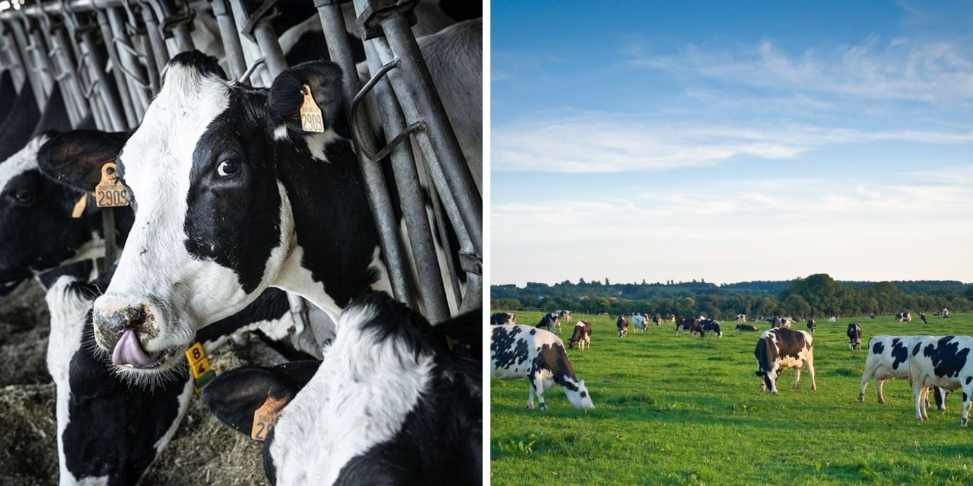 une photo avec des vaches en ferme fermée et une photo avec des vaches en liberté